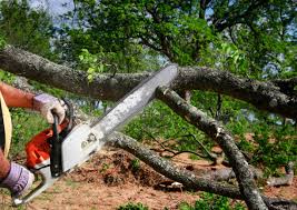 Occidental, CA Tree Care Services Company