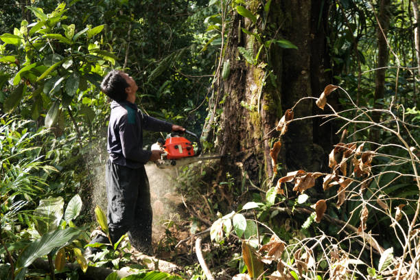 Lawn Watering Services in Occidental, CA